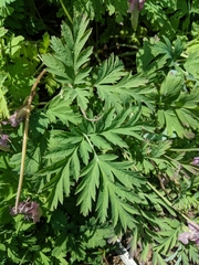 Dicentra formosa formosa