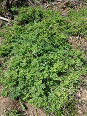 Dicentra formosa formosa