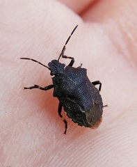 Rhacognathus punctatus