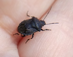 Rhacognathus punctatus