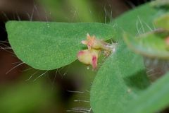 Euphorbia villifera