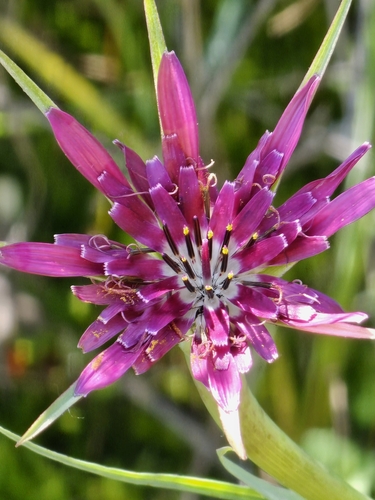 Tragopogon porrifolius