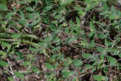 Euphorbia villifera