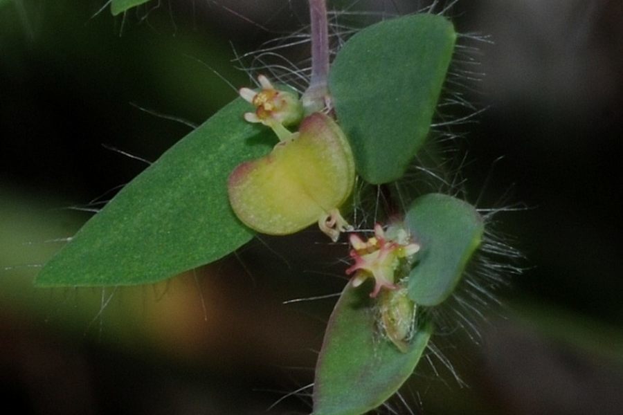 Euphorbia villifera