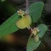 Euphorbia villifera - Photo (c) Dale Lee Denham-Logsdon, algunos derechos reservados (CC BY-NC), uploaded by Dale Lee Denham-Logsdon