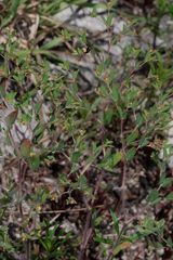 Euphorbia villifera