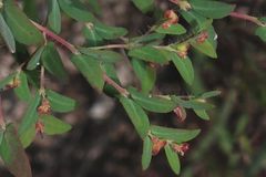 Euphorbia villifera