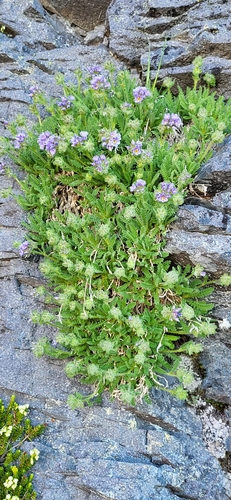 Image of Polemonium elegans by (c) Ben Meredyk, some rights reserved (CC BY)