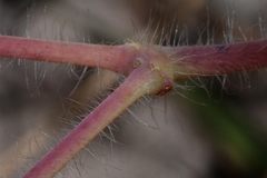 Euphorbia villifera