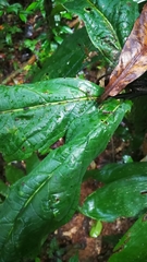 Dolichoderus attelaboides