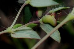 Euphorbia villifera