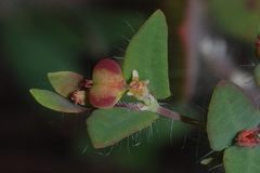 Euphorbia villifera