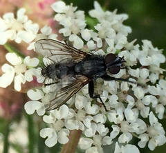 Rhinophoridae