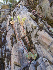 Sedum moranii