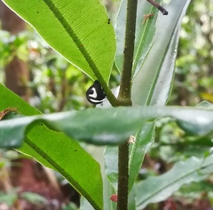 Membracis foliatafasciata