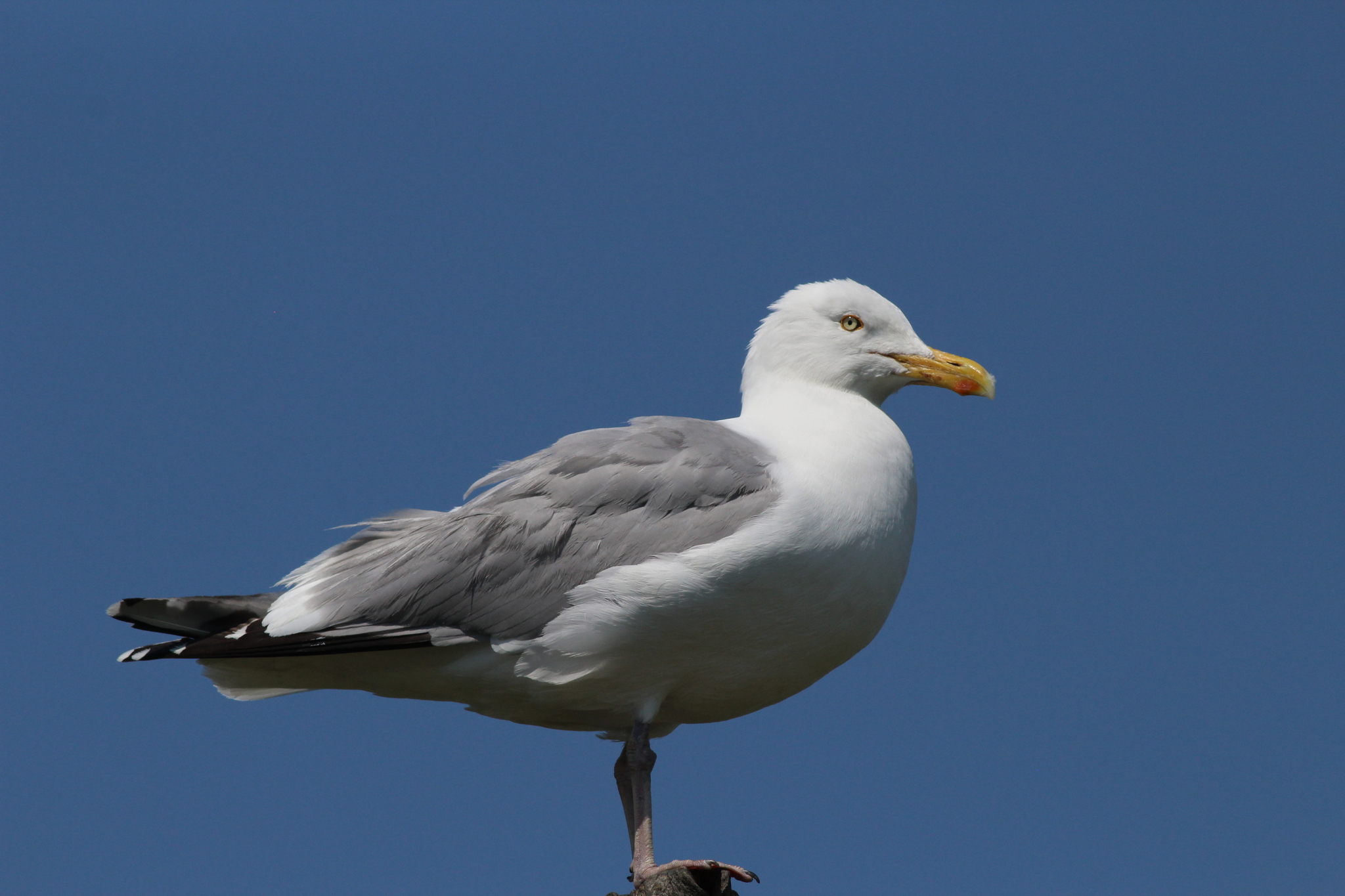 American Herring Gull