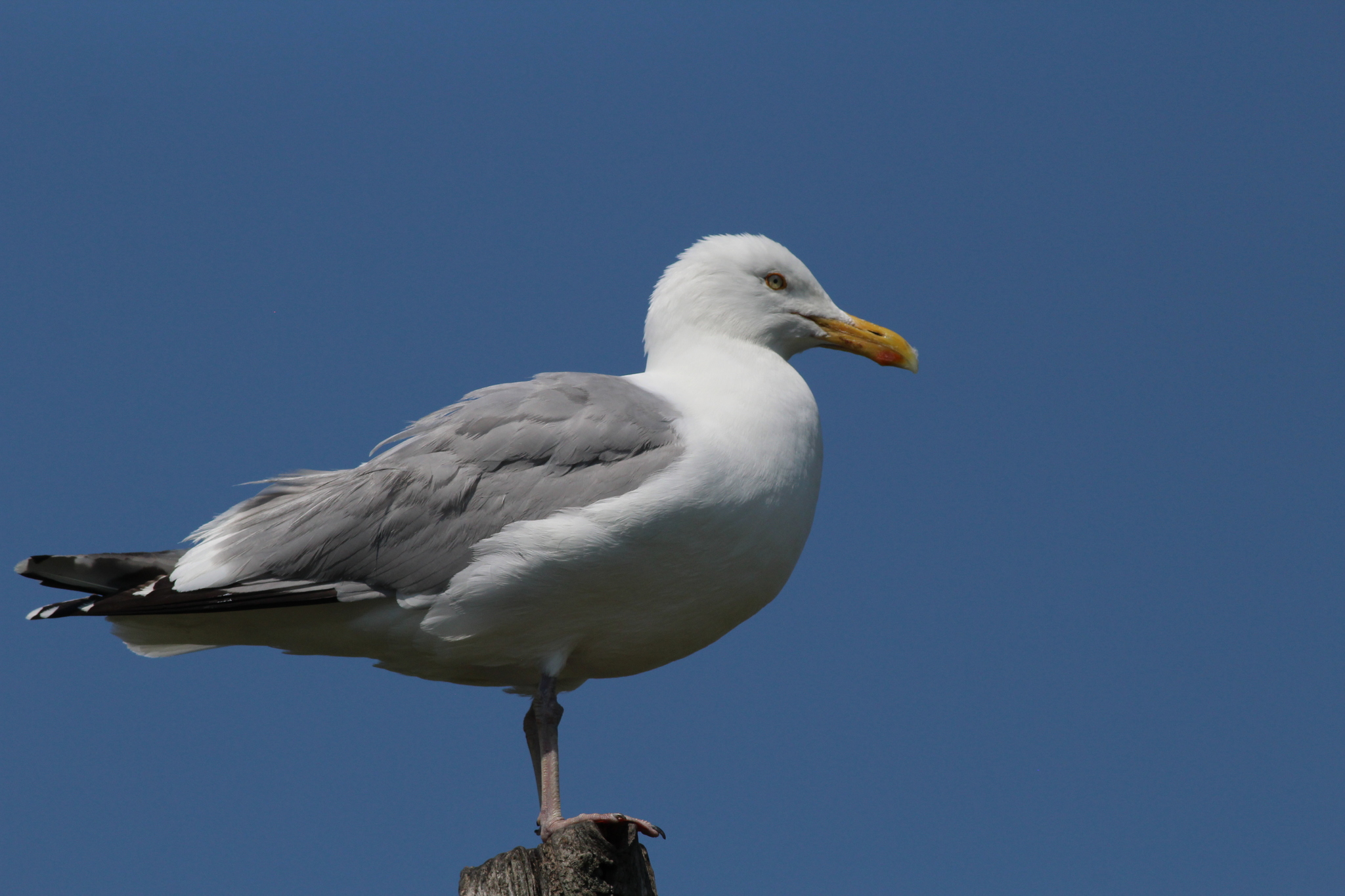 American Herring Gull