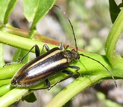 Cortodera longicornis
