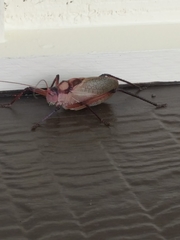 Paracyrtophyllus robustus