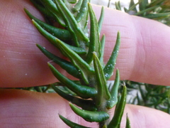 Phylica harveyi