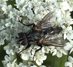 Rhinophoridae