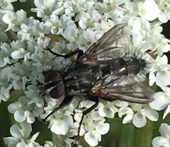 Rhinophoridae