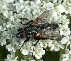 Rhinophoridae