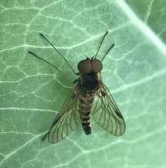 Chrysopilus fasciatus