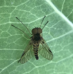 Chrysopilus fasciatus