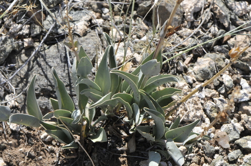 Image of Penstemon fendleri by (c) Elliott Gordon, some rights reserved (CC BY)