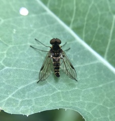 Chrysopilus fasciatus