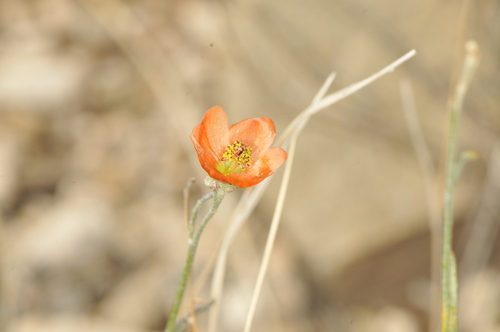 Scaly Globemallow (Sphaeralcea leptophylla)