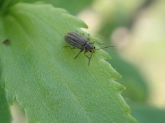 Ophraella notulata