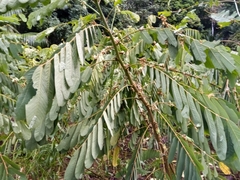 Agalychnis spurrelli