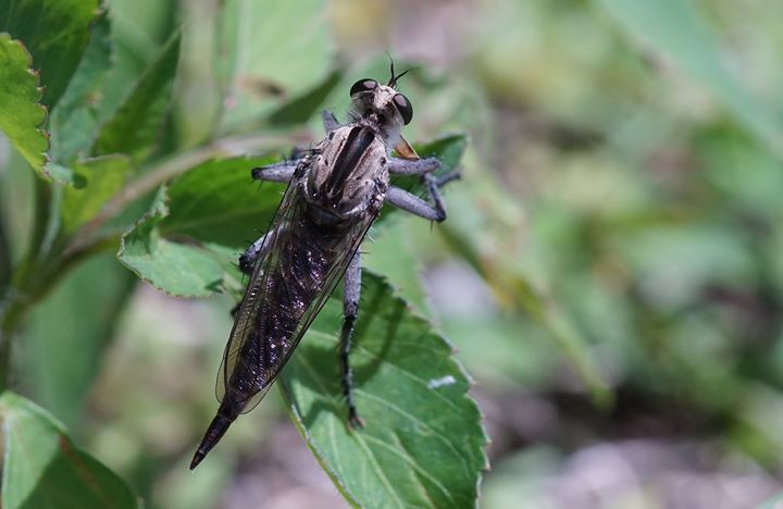 Triorla interrupta