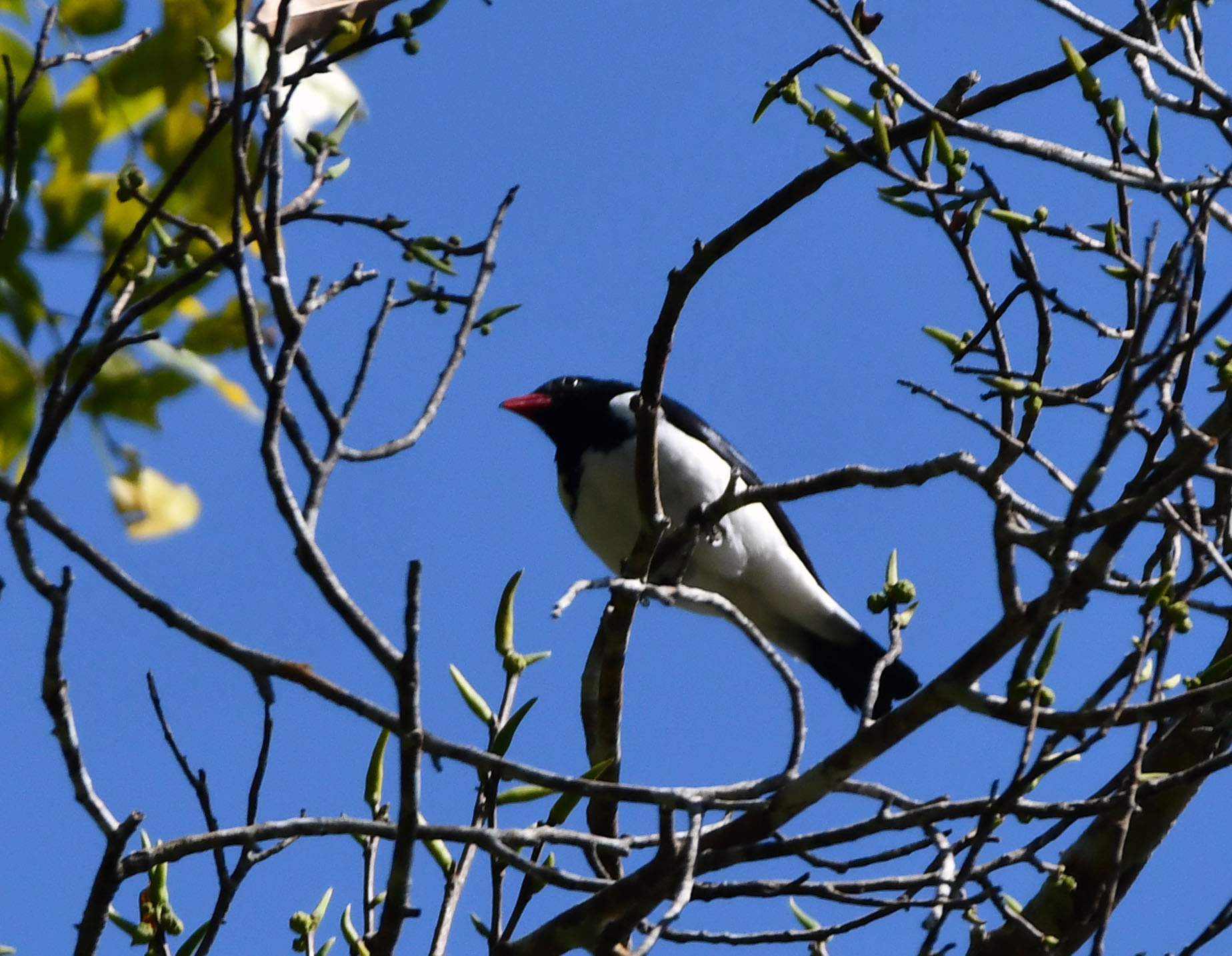Red-billed Pied Tanager (Lamprospiza melanoleuca), photo 6