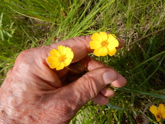 Thelesperma simplicifolium