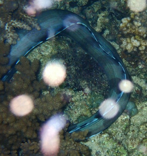 Yellow-headed Moray (Gymnothorax rueppelliae)