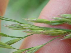 Festuca ovina