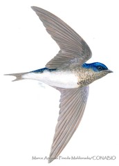 Sinaloa Martin photo 4