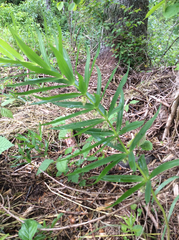 Polygonatum verticillatum