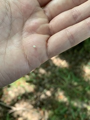 Callosamia angulifera