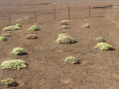 Euphorbia origanoides
