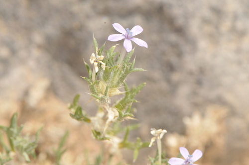 dwarf ipomopsis (Ipomopsis pumila)