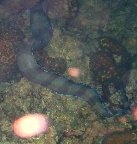 Yellow-headed Moray (Gymnothorax rueppelliae)