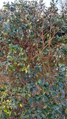 Feijoa sellowiana