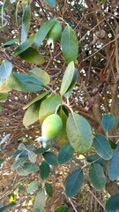 Feijoa sellowiana