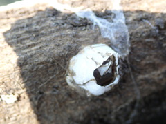 Amphibalanus eburneus