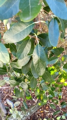 Feijoa sellowiana