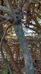 Feijoa sellowiana